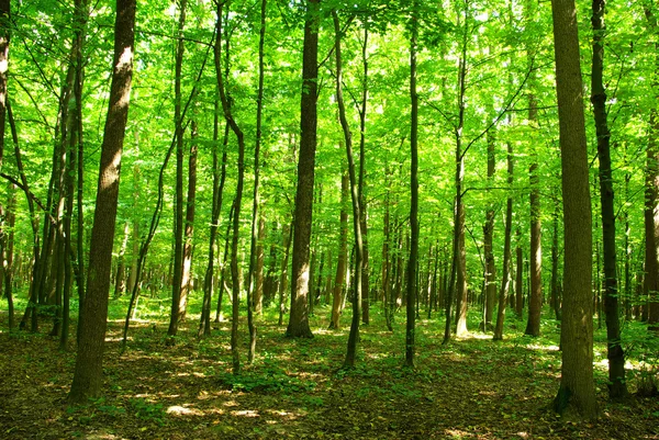 夏の緑の森のパス — ストック写真