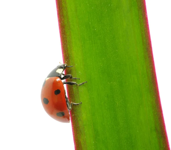 Ladybug Sits Flower Petal — Stock Photo, Image