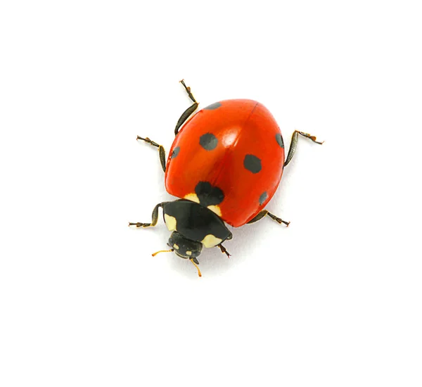 Ladybug Isolated White — Stock Photo, Image