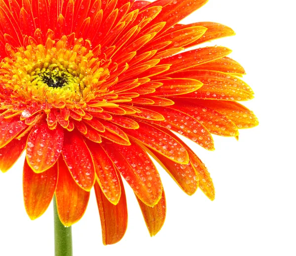 Orange Gerbera Blume Isoliert Auf Weißem Hintergrund — Stockfoto