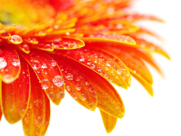 白い背景に孤立したオレンジ色のガーベラの花 — ストック写真