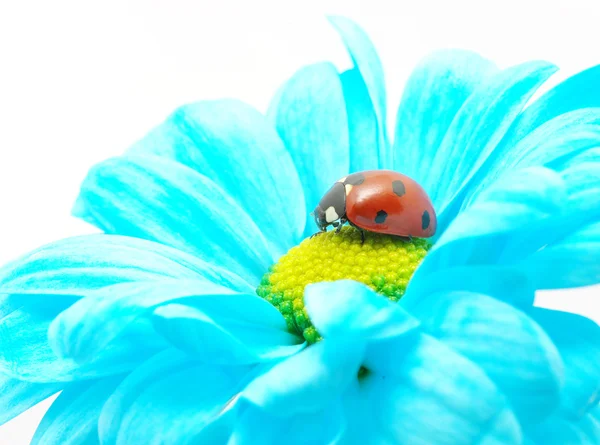 꽃에 무당벌레 — 스톡 사진