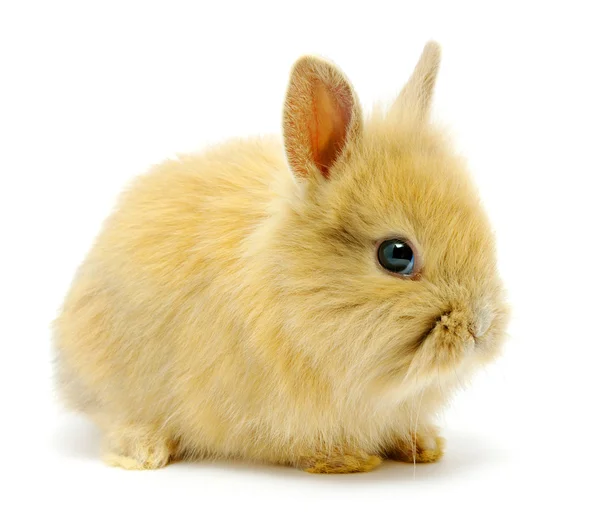 在白兔身上分离出来的褐色兔子 — 图库照片