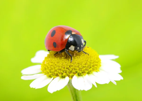 Ladybug Sits Flower Stock Photo