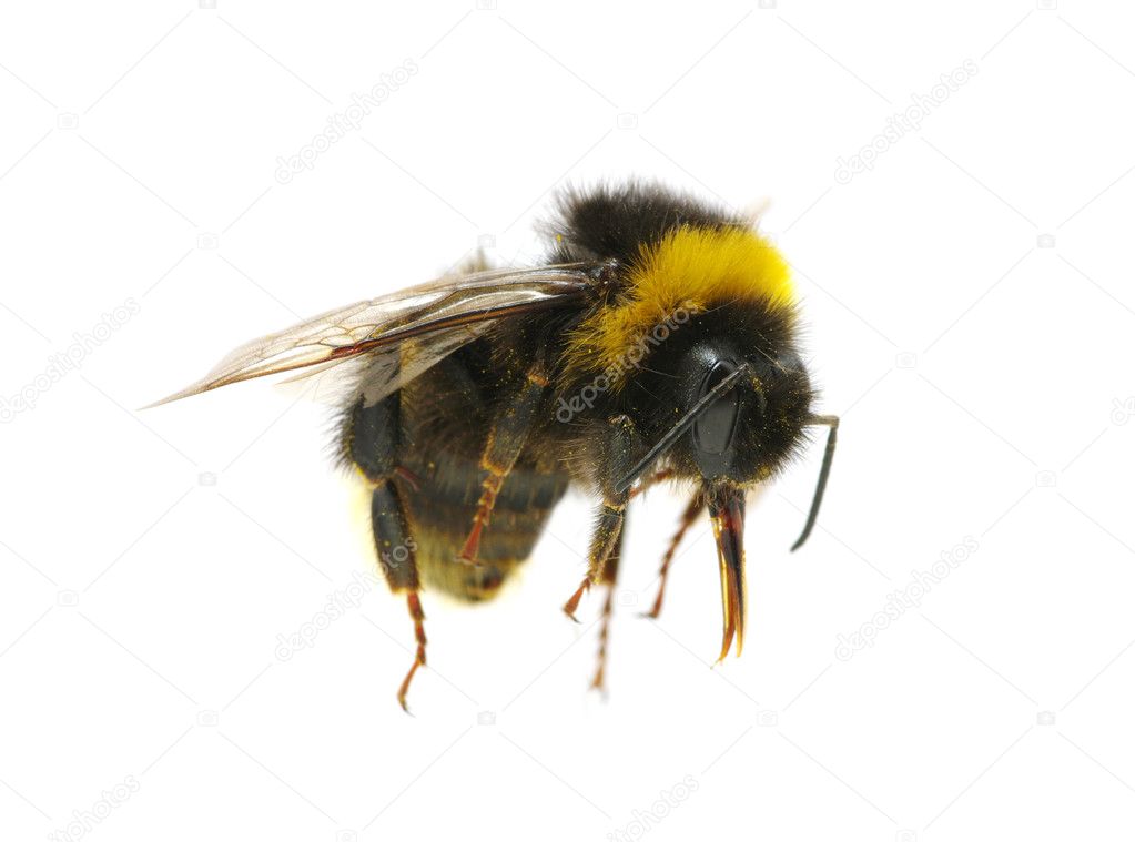 Bumblebee isolated on the white background