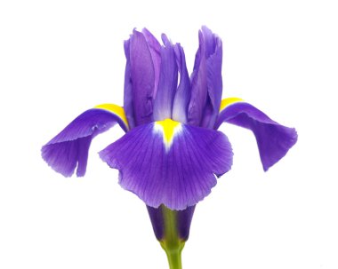 Beyaz arkaplanda iris