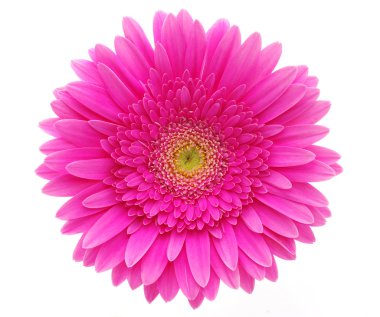 Gerbera