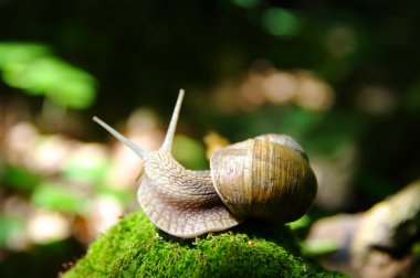 A snail creeps in forest clipart