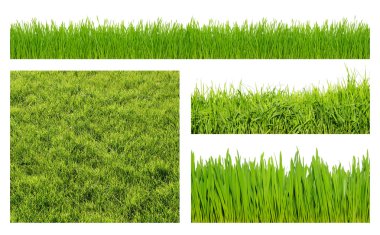 Different types of green grass isolated on white background clipart