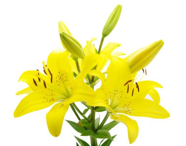 Yellow lily clipart