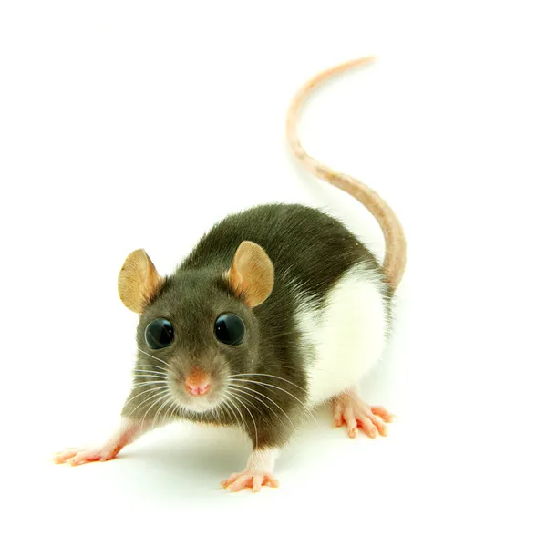Rat Drôle Très Sera Surpris — Photo