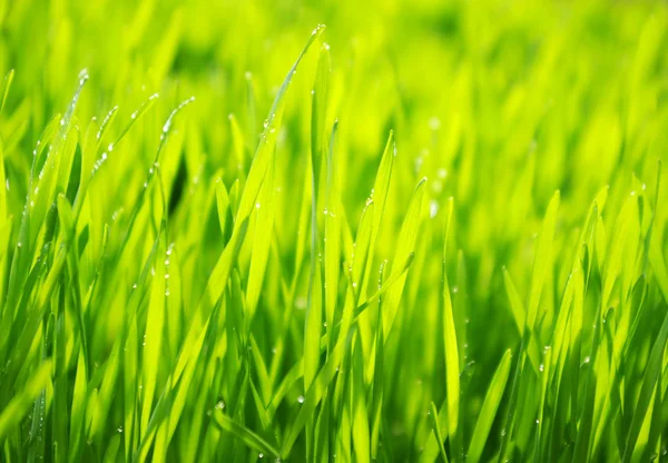 Background Green Lawn Freshly Mowed — Stock Photo, Image