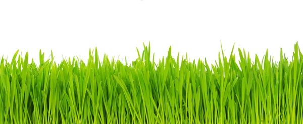 Grünes Gras Auf Weißem Hintergrund — Stockfoto