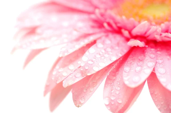 白で隔離されるピンクのガーベラ — ストック写真