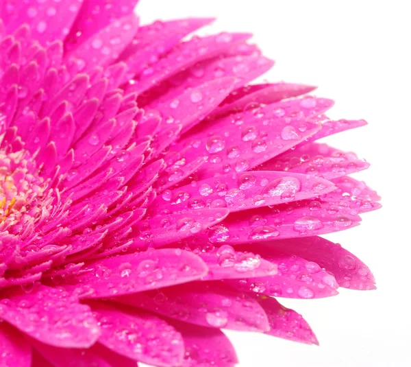 Närbild Vacker Gerbera Blomma — Stockfoto