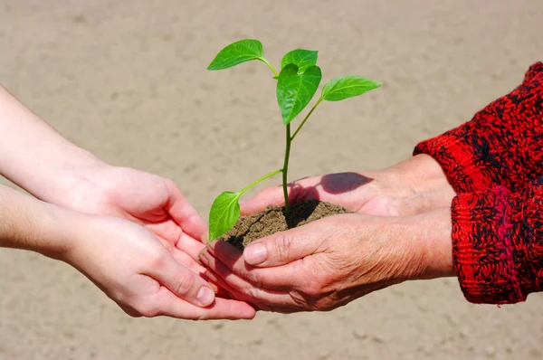 stock image Growing green plant