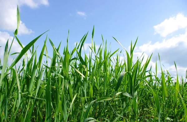 Grünes Gras Blauer Himmel Und Weiße Wolken — Stockfoto