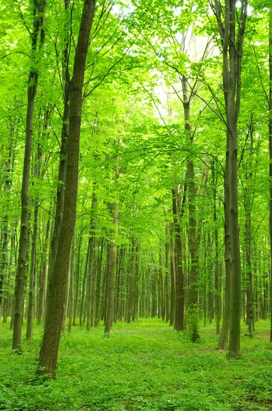 Träd Grön Skog Våren — Stockfoto