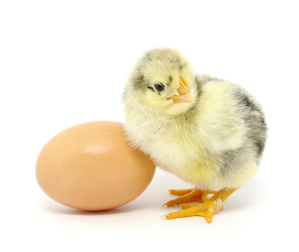 Kana ja muna — kuvapankkivalokuva