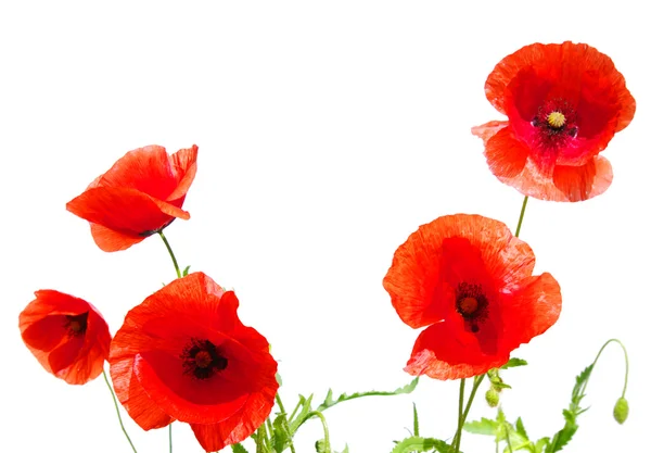 Beautiful Red Poppies Isolated White — Stock Photo, Image