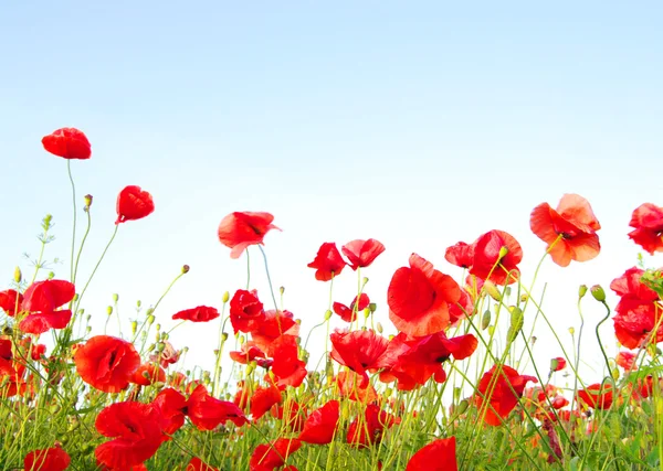 Bright Red Poppies Sunny Day — Stock Photo, Image