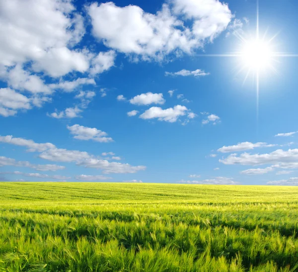 Зеленое Поле Голубое Небо Солнце — стоковое фото