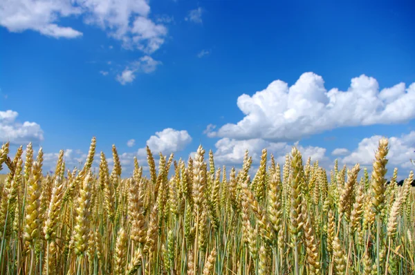Primer plano del trigo —  Fotos de Stock