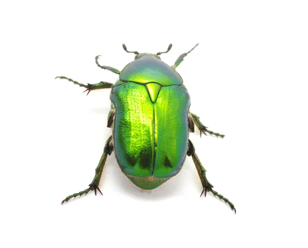 Grüner Käfer Isoliert Auf Weißem Hintergrund — Stockfoto