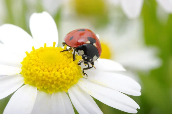Uğur Böceği Bir Çiçek Yaprağı Üzerinde Oturur — Stok fotoğraf