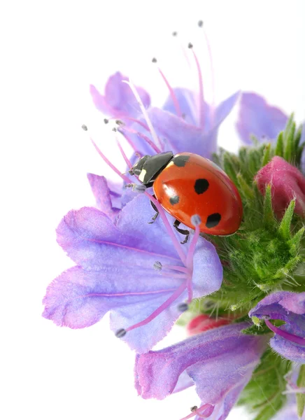 てんとう虫は花の花弁の上に座っています — ストック写真