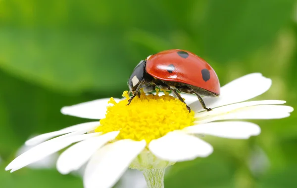 Ladybug Sits Flower — Stock Photo, Image