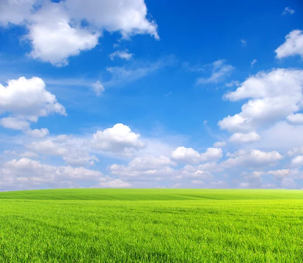 Veld Groen Gras Blauwe Lucht Witte Wolken — Stockfoto