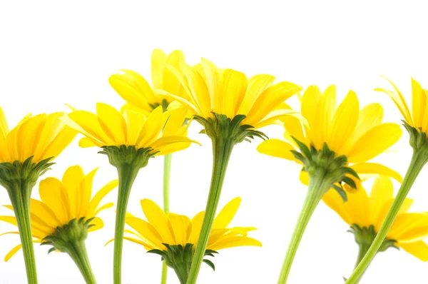 Yellow Daisy Flower Isolated White Background — Stock Photo, Image