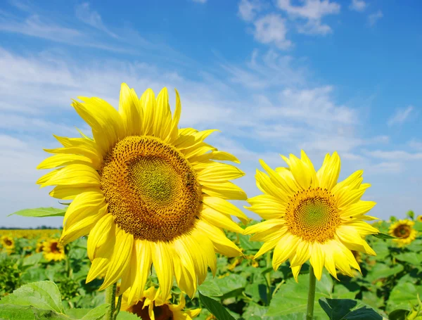Sonnenblumenfeld Bewölkten Blauen Himmel — Stockfoto