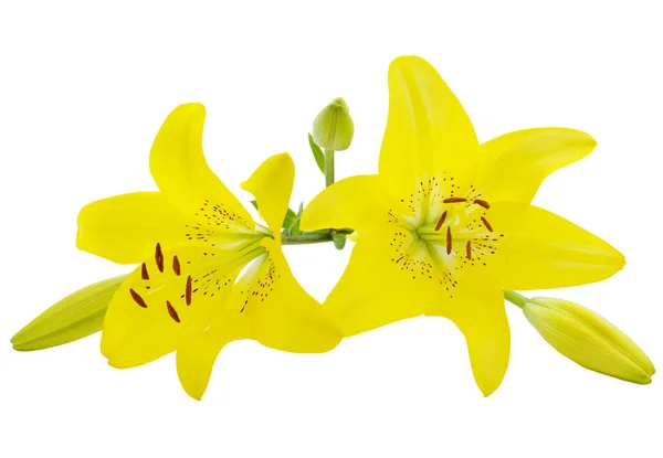 Żółta Lilia Białym Tle Nad Białym — Zdjęcie stockowe