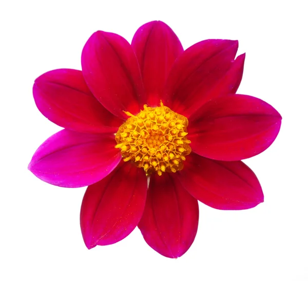 stock image Gerbera flower