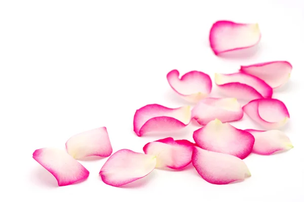 Ροζ Ροδοπέταλα Που Απομονώνονται Λευκό — Φωτογραφία Αρχείου