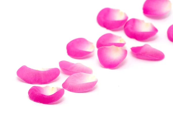 Ροζ Ροδοπέταλα Που Απομονώνονται Λευκό — Φωτογραφία Αρχείου