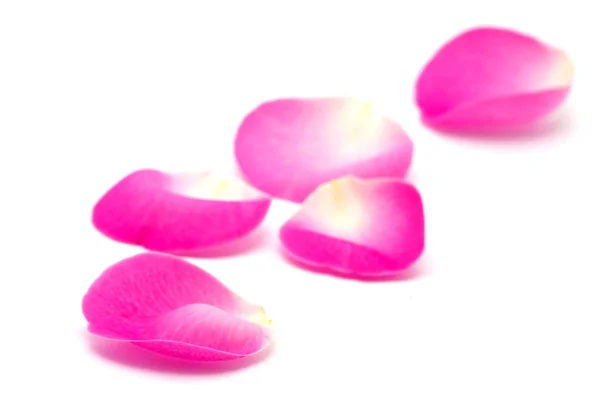Roze Roze Bloemblaadjes Geïsoleerd Wit — Stockfoto