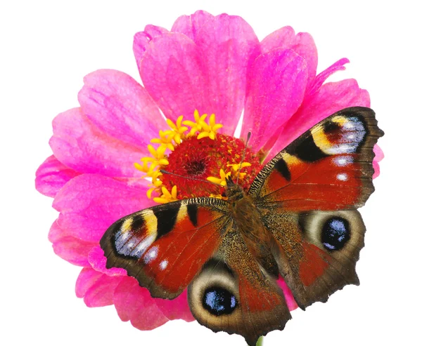 Butterfly en flower — Stockfoto