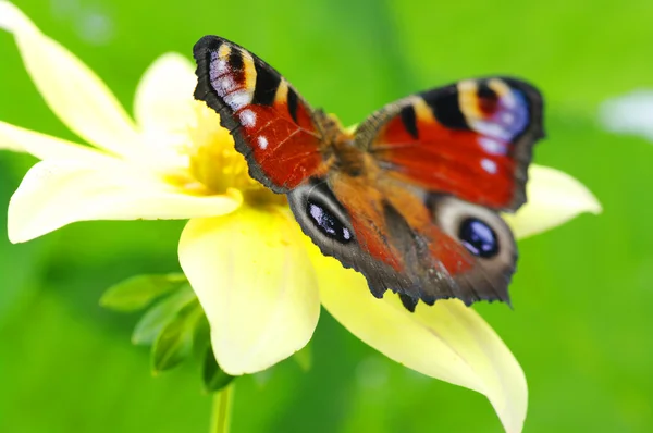Mariposa Colorida Una Flor —  Fotos de Stock