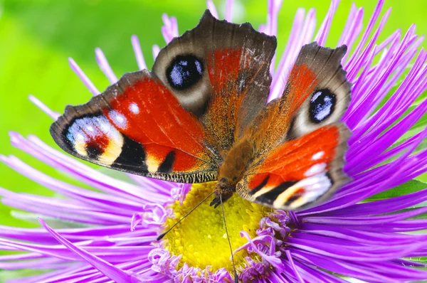 Kolorowy Motyl Kwiatku — Zdjęcie stockowe
