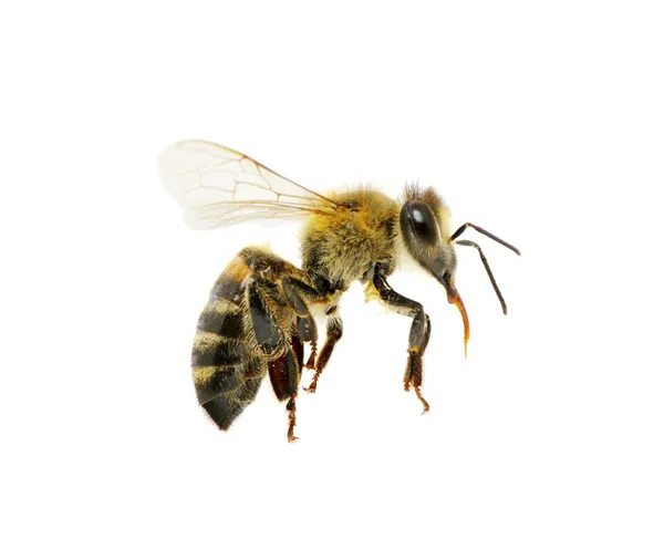 Пчела Полете Белом — стоковое фото