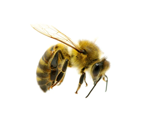 Pszczoła w latające — Zdjęcie stockowe