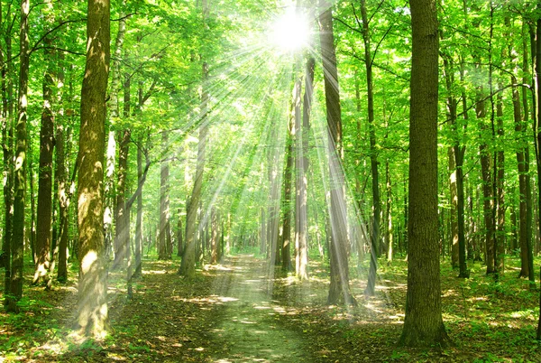 森林阳光 — 图库照片