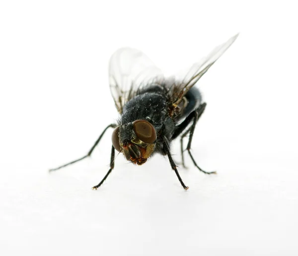 stock image A macro shot of fly on a white background