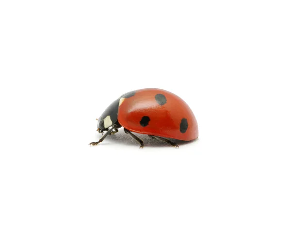 Ladybug Isolated White — Stock Photo, Image