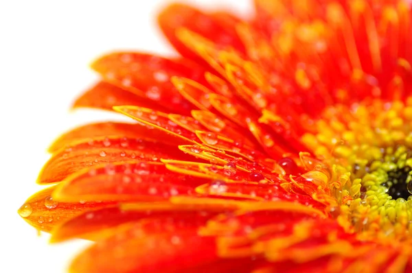 Fleur Gerbera Orange Isolée Sur Fond Blanc — Photo