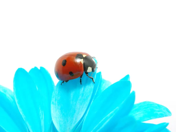 Der Marienkäfer Sitzt Auf Einem Blütenblatt — Stockfoto