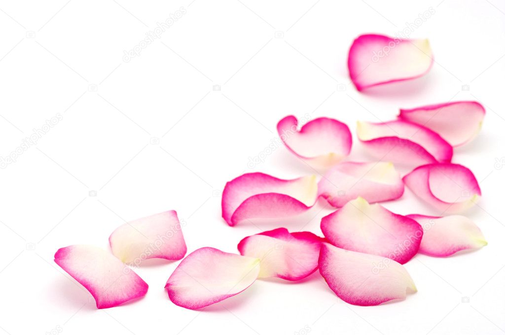 Pink rose petals — Stock Photo © Ale-ks #4972306